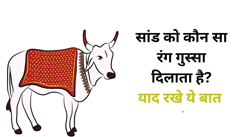 सांड को कौन सा रंग गुस्सा दिलाता है? याद रखना ये बात, सांड को गुस्सा क्यों आता है?, सांड से कैसे बचें?, जब भी सांड को लड़ते हुए देखे या गुस्से में देखे तो याद रखे