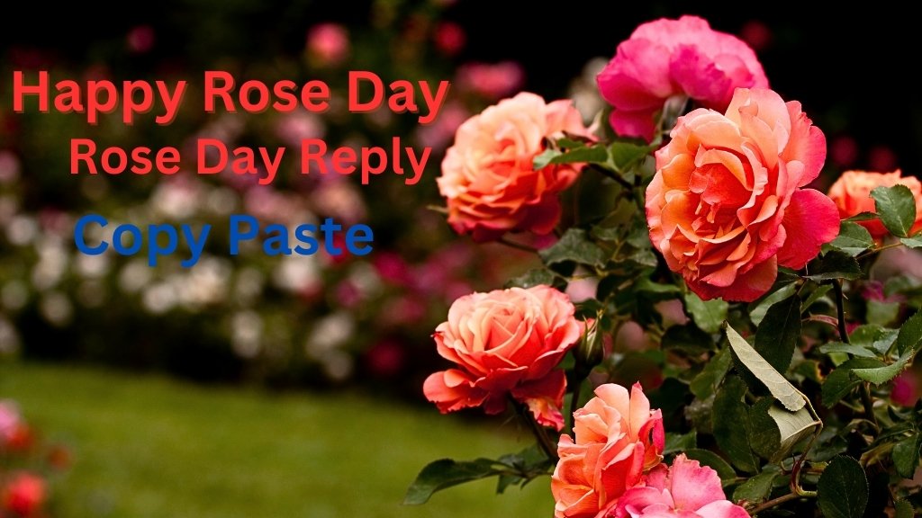 Happy rose day ka reply kaise de, Happy Rose Day का रिप्लाई कैसे दें?, हैप्पी रोज डे पर क्या दे, रोज डे पर इन बातों का ध्यान रखे, Happy rose day ka reply COPY Paste,